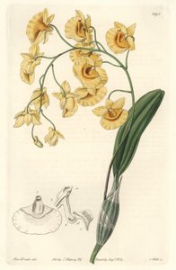 Sárga dendrobium orchidea, Indiában őshonos – Erős víz S. Wattstól Sarah Anne Drake (1803-1857) illusztrációjából, a botanikai nyilvántartásból alkotó: Sydenham Teast Edwards
