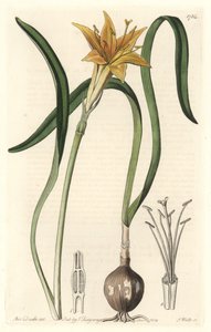 Sárga pirolirion (Amaryllis arvensis), Peruban őshonos – Erős víz, S. Watts Sarah Anne Drake (1803-1857) illusztrációjából, a Botanikai Nyilvántartásból alkotó: Sydenham Teast Edwards