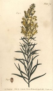 Sárga varangy len vagy snapdragon, Antirrhinum majus, Angiospermia. F. Sansom kézi színű rézmetszete Sydenham Edwards botanikai illusztrációjáról William Curtis Botanikai előadásaihoz, a lambethi botanikus kertben alkotó: Sydenham Teast Edwards