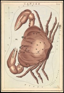 Rák, 1825 körüli (kártya, papír, szövet ) alkotó: Sydney Hall