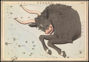Taurus, 1825 körül (kártya, papír, szövet ) alkotó: Sydney Hall
