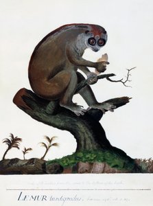 Lemur lassú