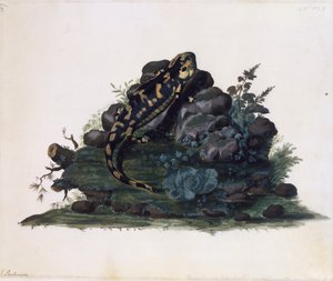 Szalamandra, Sidney Parkinson akvarellje (kb. 1745-1771), Egyesült Királyság