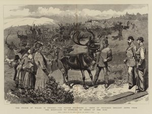 A svéd walesi herceg, a herceg egy rénszarvascsordát vizsgál, aki a király parancsára a hegyekből Storlienbe vitték