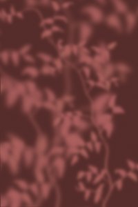  alkotó: THE MIUUS STUDIO