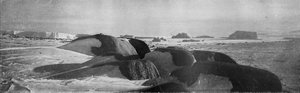Ősi gleccserek által gyalult gránittömbök Cape Robertsnél, 1911, 1913.