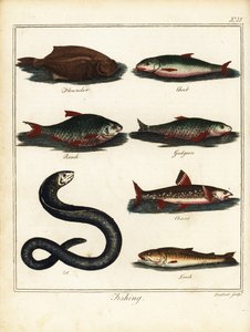 Horgászat: lepényhal, domolykó, csótány, gubacs, szenes, angolna, csík. 1792 (metszet)