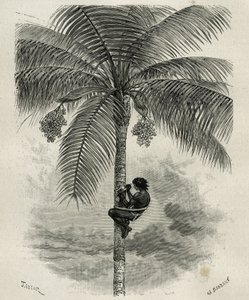 La recolte de la wax de palmier ceroxylon, dans le Quindio (Kolumbia), Taylor és Ferdinandus metszet, E.Andre L