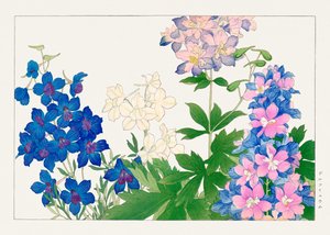 Delphinium virág a "Seiyou Sokazufu"-ból