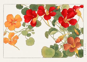 Nasturtium virág a "Seiyou Sokazufu"-ból