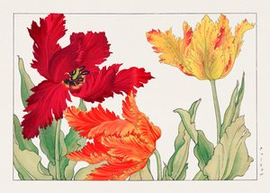 Papagáj tulipán a "Seiyou Sokazufu"-ból