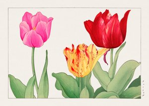 Tulipán a "Seiyou Sokazufu"-ból