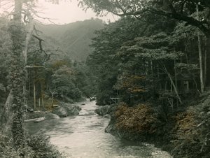 Őszi erdő a Yamanaka régióban, 1900-1915 körül (fénykép)