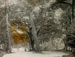 Évszázados fák a kiotói Shimogamo parkban, 1900-1915 körül (fénykép)
