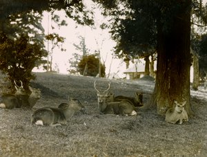 Dámszarvas a Kasauga Taisha parkban, Nara, 1900 körül - 1915 (fénykép) alkotó: Teijiro Takagi