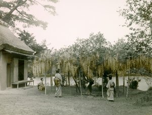 Virágzó glicin a kiotói Nagaoka - Kyo-ban 1900-1915 körül (fénykép)