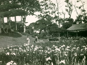 Horikiri Shobuen íriszkertje Tokióban, 1900-1915 körül (fénykép) alkotó: Teijiro Takagi
