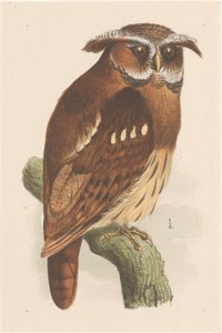 Bagoly az ágon (bubo lettii)