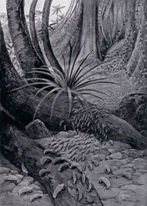 The Coushie vagy levélvágó hangya (litho)