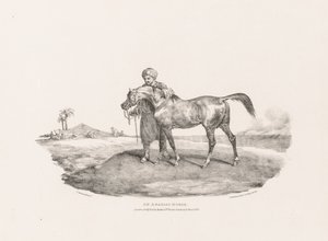 Különféle témák életről és kőre rajzolva:  Egy arab ló alkotó: Theodore Gericault