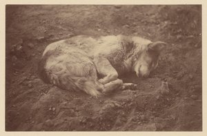 [Alvó kutya] alkotó: Théodule Devéria