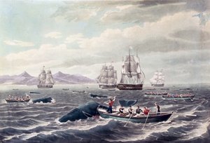 A Shoar of Sperm Whale, metszette J. Hill, megjelent 1838-ban (színes aquatinta) alkotó: Thomas (after) Birch