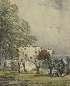 Szarvasmarha-tanulmány, 19. század