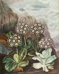 Auriculas, c1802-1821, 1948