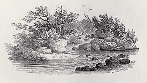 Egy kanyar a folyóban a "History of British Birds, 2. kötet: Water Birds" című könyvből, 1804