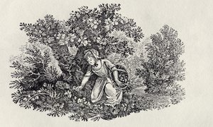 Virágokat gyűjtő lány a Brit madarak és négylábúak történelméből alkotó: Thomas Bewick