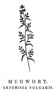 Fatömb-metszet, amely a Mugwort ágát ábrázolja, amely az Artemisia nemzetségbe tartozó aromás növényfaj. Thomas Bewick (1753-1828) angol metsző és természetrajzi író fametszete alkotó: Thomas Bewick