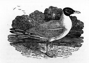 Feketefejű sirály, illusztrációja Thomas Bewick „A British Birds története” című könyvéből, először 1797-ben jelent meg alkotó: Thomas Bewick