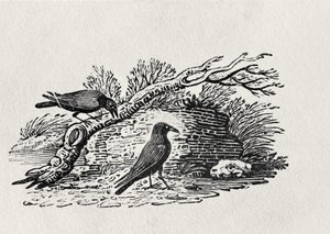 Varjak (Corvus corone corone) a „History of British Birds” I. kötetből, pub. 1797 (fametszet)