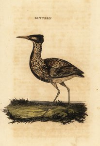 Eurázsiai keserű vagy nagy keserű, Botaurus stellaris alkotó: Thomas Bewick