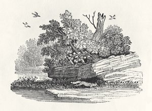 A róka menekülése a „Négylábúak általános történetéből”, 1790-ben (fametszet)