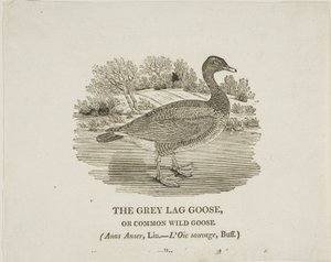 Grey Lag Goose alkotó: Thomas Bewick