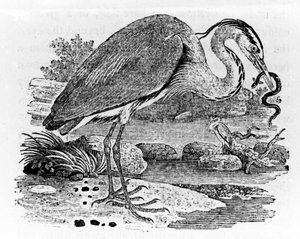 Heron, illusztráció Thomas Bewick „A British Birds története” című művéből, először 1797-ben jelent meg
