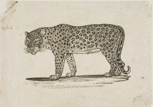 Leopárd alkotó: Thomas Bewick