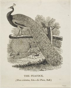 Páva alkotó: Thomas Bewick