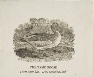 Szelíd liba alkotó: Thomas Bewick