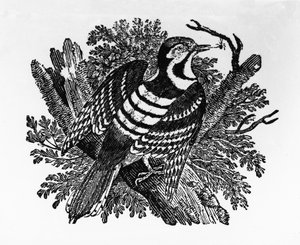 The Barred Woodpecker, illusztráció Thomas Bewick „The History of British Birds” című művéből, először 1797-ben jelent meg