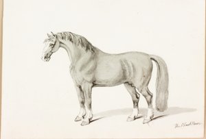 A fekete ló (tinta papíron) alkotó: Thomas Bewick