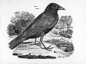 The Carrion Crow, illusztráció Thomas Bewick „The History of British Birds” című művéből, először 1797-ben jelent meg