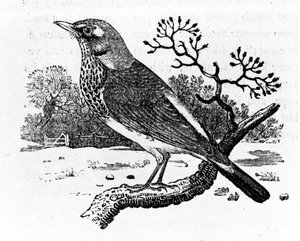 The Fieldfare, illusztráció Thomas Bewick „A British Birds története” című művéből, először 1797-ben jelent meg (fametszet)