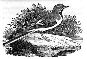 The Gray Wagtail, illusztráció Thomas Bewick „A British Birds története” című művéből, először 1797-ben jelent meg