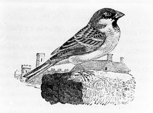 A házi veréb, Thomas Bewick „A British Birds története” illusztrációja, először 1797-ben jelent meg alkotó: Thomas Bewick