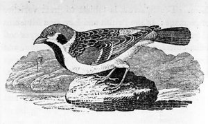 The Mountain Sparrow, illusztráció Thomas Bewick „A madarak története” című művéből, először 1797-ben jelent meg alkotó: Thomas Bewick