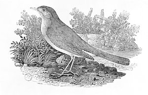 The Nightingale (Luscinia megarhynchos) a "History of British Birds" I. kötetéből, pub. 1797 (fametszet)