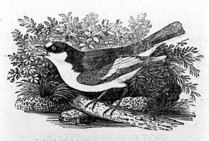 The Pied Flycatcher, illusztráció Thomas Bewick „A British Birds története” című művéből, először 1797-ben jelent meg
