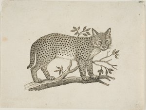 A szervál alkotó: Thomas Bewick